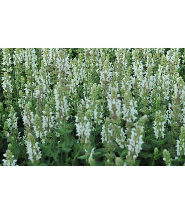 Salute Series Sage (Salvia nemerosa White) 1gal [2]