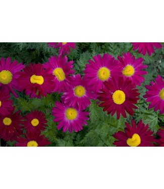 Livingstone Tanacetum coccineum (Robinson Red) 4in [2]