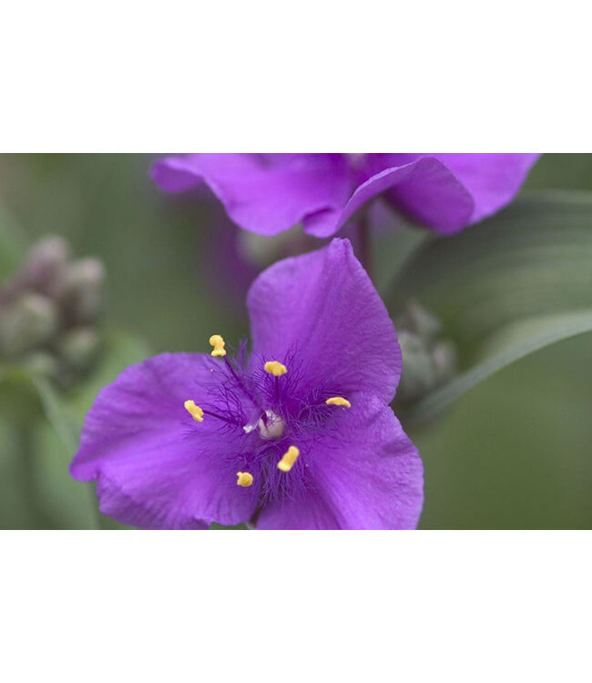 Tradescantia a. (Concord Grape) 4in [2]