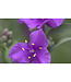 Tradescantia a. (Concord Grape) 4in [2]