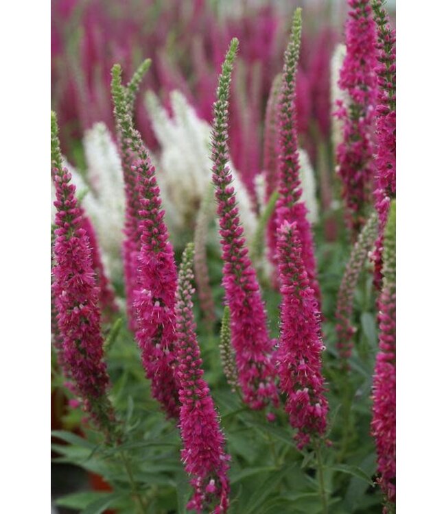 Red Fox Speedwell (Veronica spicata) 4inPrem [3]