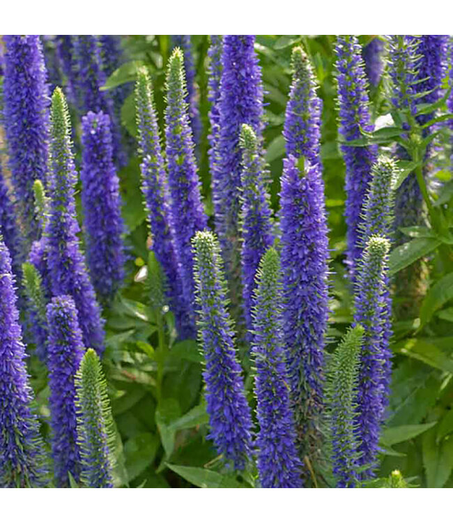 Veronica spicata 'Royal Candles' (Speedwell) 1gal [1]