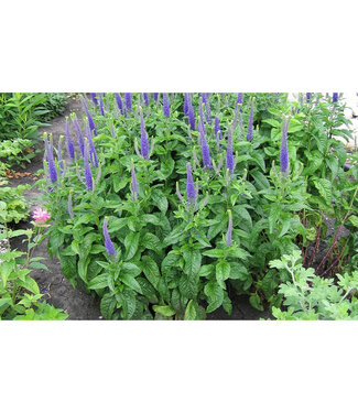 Livingstone Veronica Spicata 'Sunny Border Blue' (Speedwell) 3.5in [1]