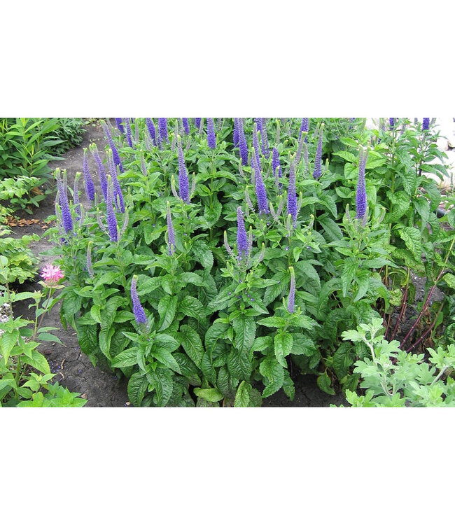 Veronica Spicata 'Sunny Border Blue' (Speedwell) 3.5in [1]