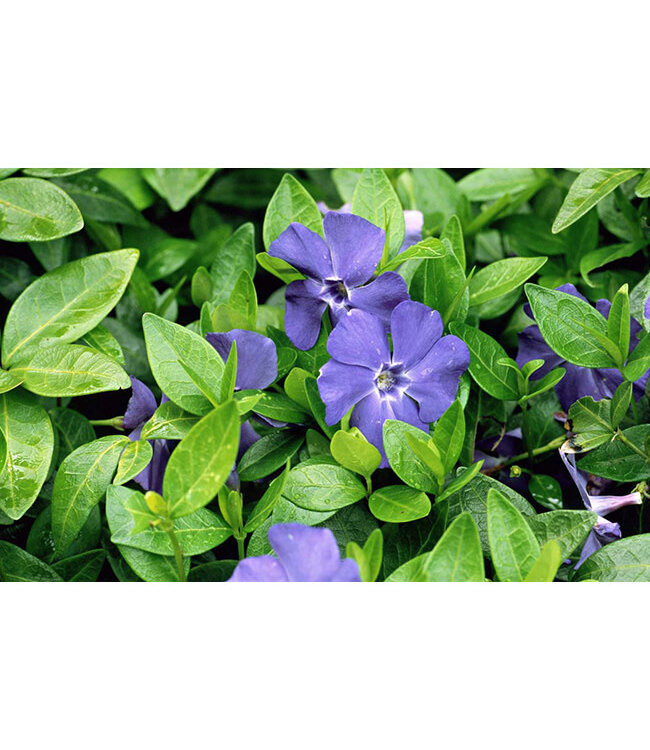 Vinca minor (Bowles Cunningham) 4in [2]