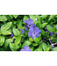 Vinca minor (Bowles Cunningham) 4in [2]