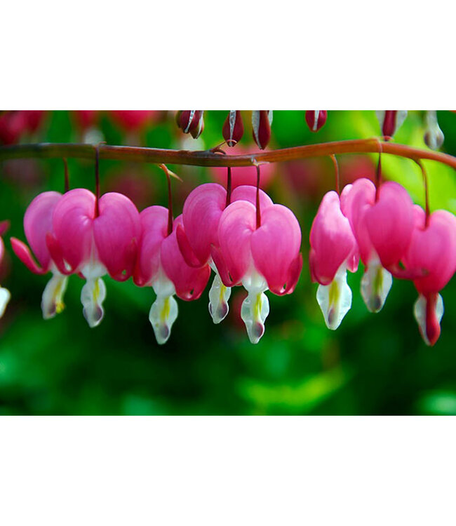 Dicentra spectabilis (Common Bleeding Heart) 1gal [1]