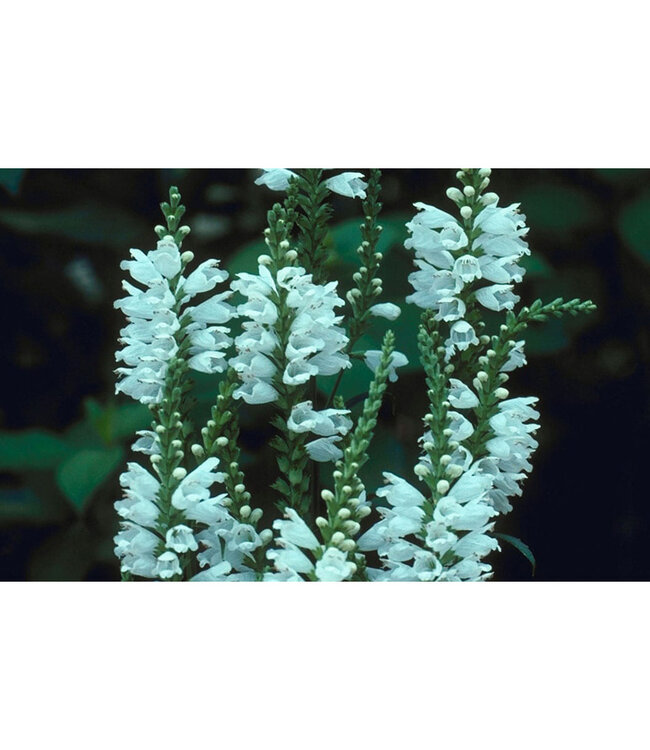 Physostegia virginiana 'Miss Manners' (Moss Phlox) 1gal [1]