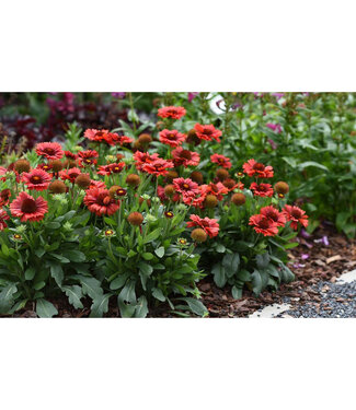 Livingstone Gaillardia aristata Spintop™ 'Red' (Blanket Flower) 1gal [1]