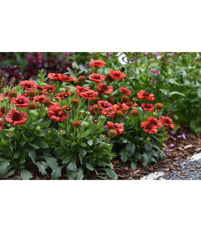Gaillardia aristata Spintop™ 'Red' (Blanket Flower) 1gal [1]
