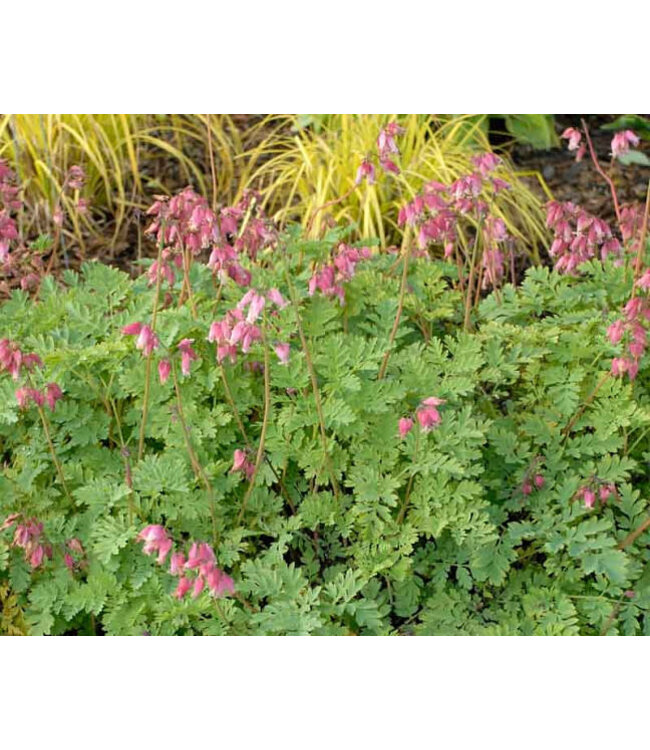 Dicentra formosa (Luxuriant) 1gal [2]