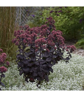 Livingstone Sedum 'Night Embers' ( Stonecrop) 1gal [1]