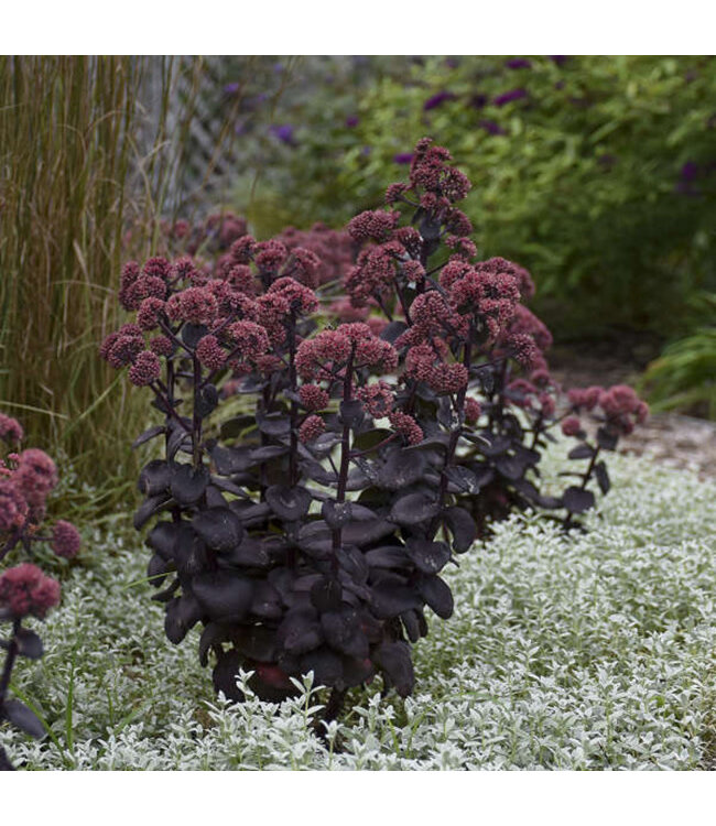 Sedum 'Night Embers' ( Stonecrop) 1gal [1]