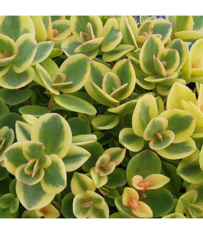 Sedum x Sunsparkler (Lime Twister) 4in [2]