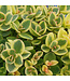 Sedum x Sunsparkler (Lime Twister) 4in [2]