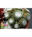 Sempervivum x  Cotton Candy (Hens and Chicks) 4in [2]