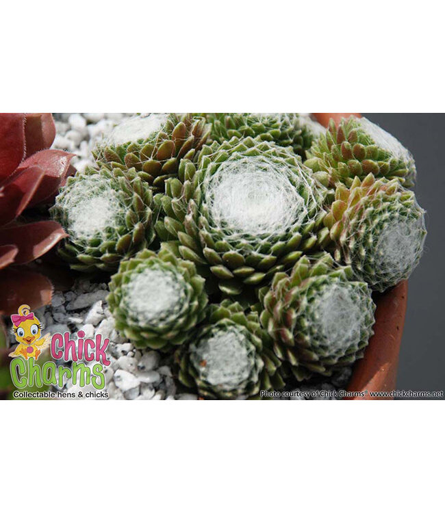 Sempervivum x  Cotton Candy (Hens and Chicks) 4in [2]