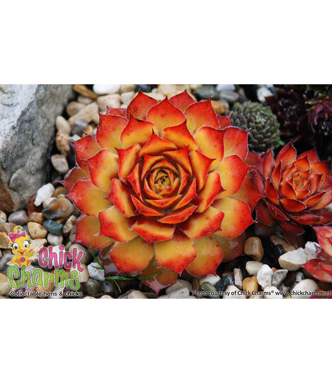 Sempervivum x  Gold Nugget (Hens and Chicks) 4in [2]