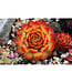 Sempervivum x  Gold Nugget (Hens and Chicks) 4in [2]