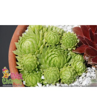 Livingstone Sempervivum x  Key Lime Kiss (Hens and Chicks) 4in [2]