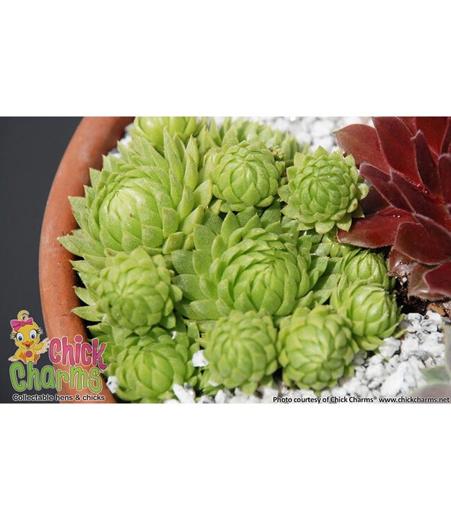 Sempervivum x  Key Lime Kiss (Hens and Chicks) 4in [2]