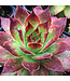 Sempervivum x  Strawberry Kiwi (Hens and Chicks) 4in [2]
