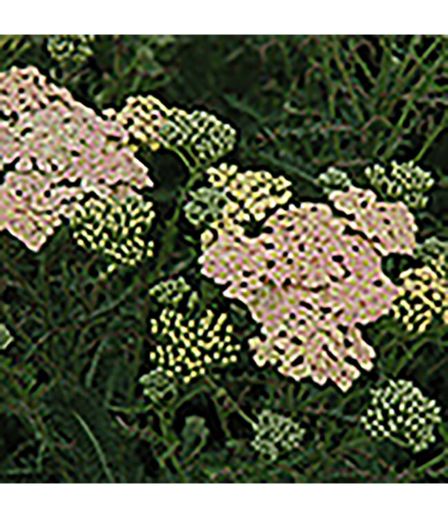 Achillea millefolium(Summer Pastels Yarrow [Mix])1gal[3]