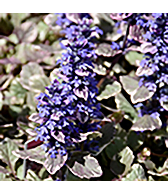 Ajuga reptans 'Burgundy Glow' (Bugleweed) 1gal [1]