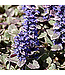 Ajuga reptans 'Burgundy Glow' (Bugleweed) 1gal [1]