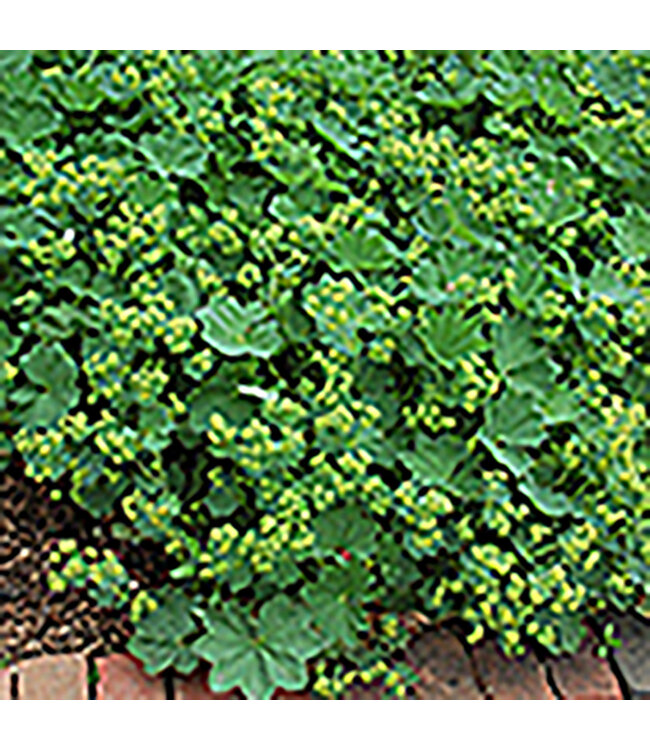 Lady's Mantle (Alchemilla mollis 'Thriller') 4in Prem [3]