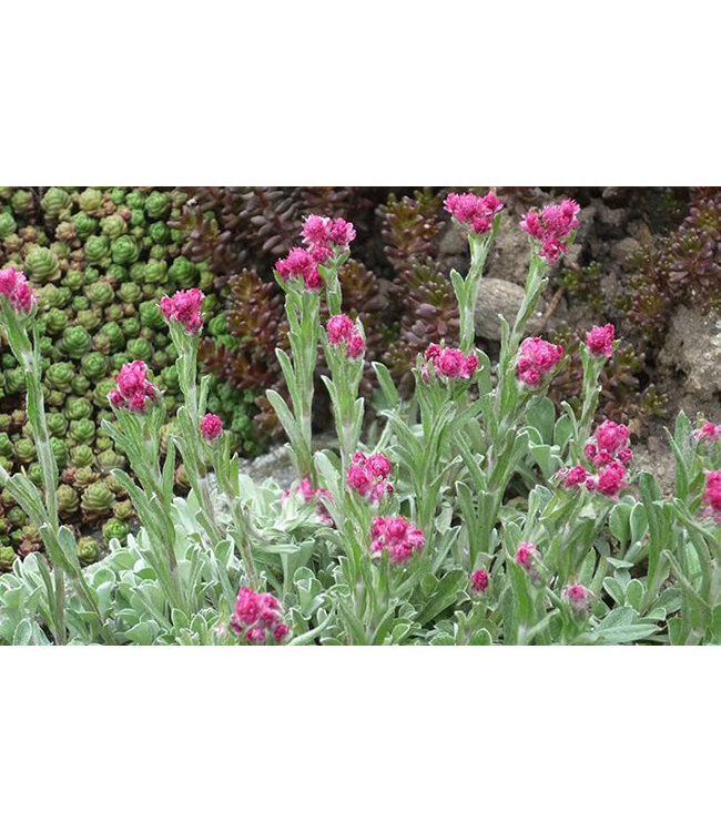 Antennaria dioica 'Rubra' (Pussytoes) 4in [2]