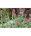 Antennaria dioica 'Rubra' (Pussytoes) 4in [2]