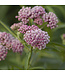 Asclepias incarnata 'Cinderella' (Swamp Milkweed) 1gal [1]