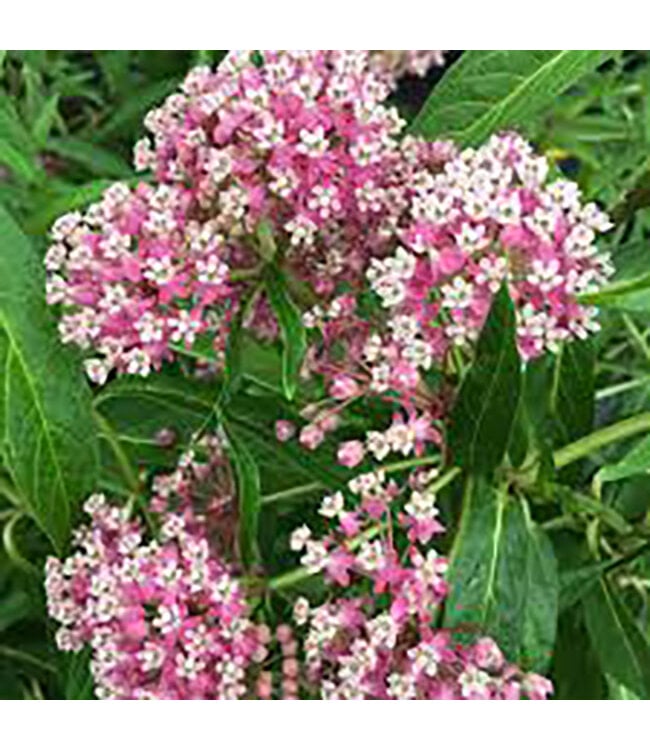 Asclepias incarnata 'Cinderella' (Swamp Milkweed) 1gal [1]