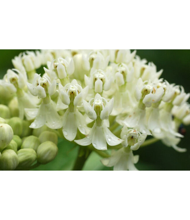 Asclepias incarnata 'Ice Ballet' (Swamp Milkweed) 1gal [1]