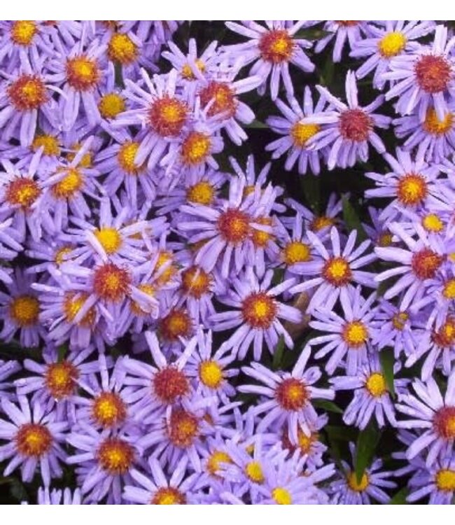 Aster x dumosus 'Romany' (Aster) 1gal [1]