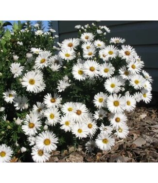 Livingstone Aster x dumosus 'Snow Sprite' (Aster) 1gal [1]