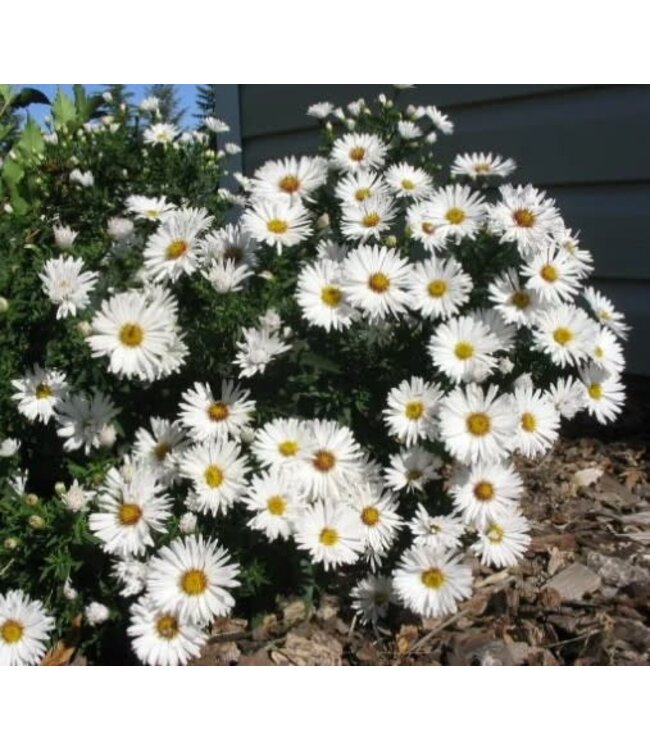 Aster x dumosus 'Snow Sprite' (Aster) 1gal [1]