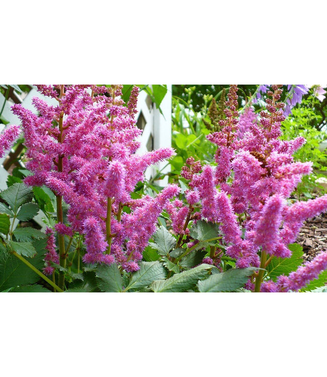 Astilbe chinensis 'Vision in Pink' (Astilbe) 1gal [1]