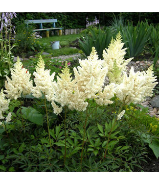 Livingstone Visions Series Astilbe (Chinensis White) 1gal[1]