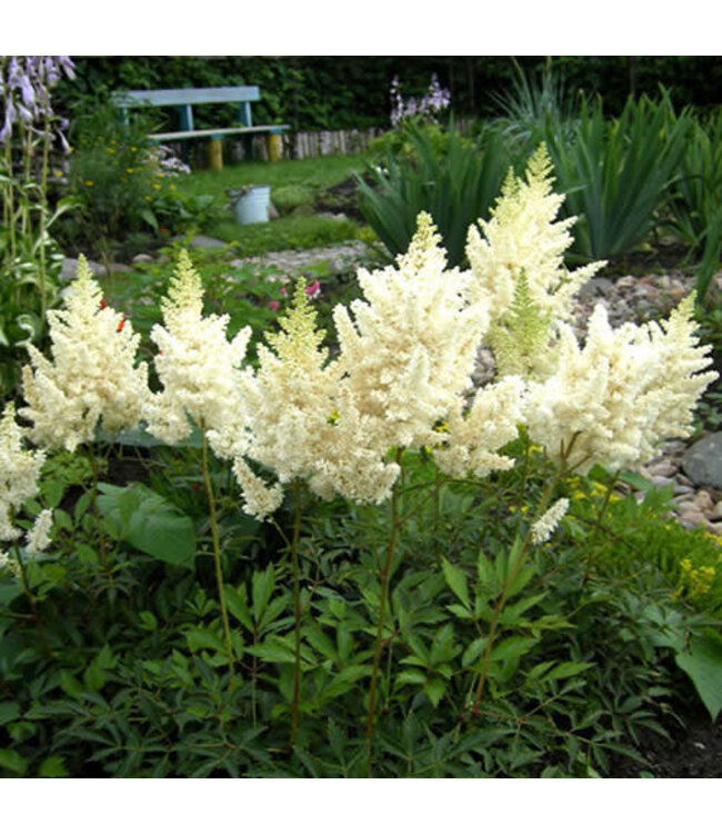 Visions Series Astilbe (Chinensis White) 1gal[1]