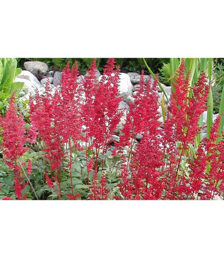 Livingstone Astilbe x Younique™ 'Ruby Red' (Astilbe) 1gal [1]