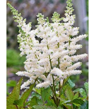 Livingstone Astilbe x Younique™ 'White' (Astilbe) 1gal [1]