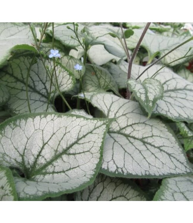 Brunnera macrophylla 'Looking Glass' (Bugloss) 1gal [1]
