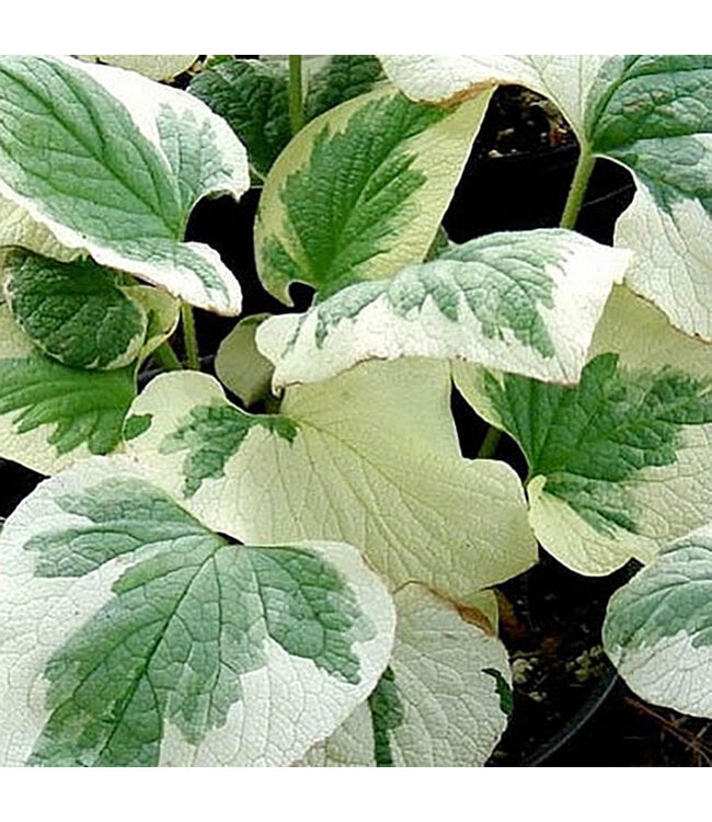 Brunnera macrophylla 'Variegata' (Variegated Bugloss) 1gal [1]