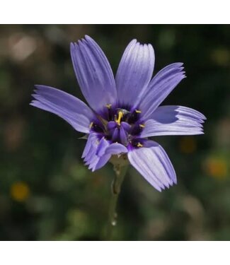 Livingstone Catananche caerulea (Cupid's Dart) 3.5in [1]