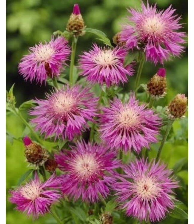 Centaurea dealbata rosea (Persian Cornflower) 1gal [1]
