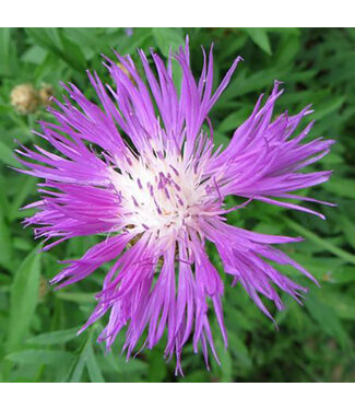 Livingstone Centaurea dealbata rosea (Persian Cornflower) 3.5in [1]