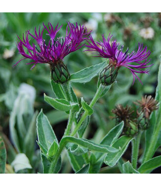 Livingstone Centaurea montana 'Amethyst Dream' (Cornflower) 1gal [1]