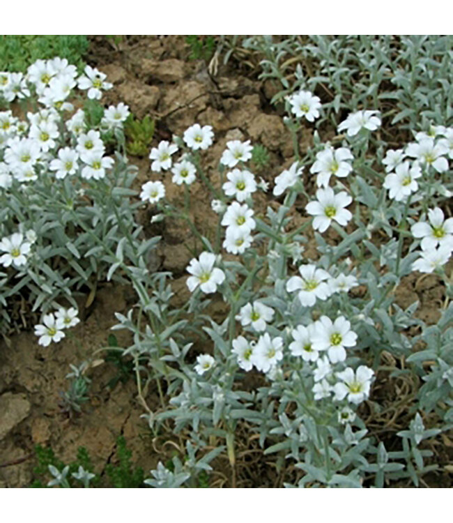 Cerastium tomentosum (Snow-in-Summer) 3.5in [1]